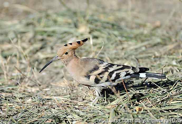 天坛公园又遇戴胜(觅食) 天坛公园又遇戴胜(觅食)