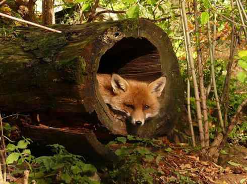 犬科：狐亚科狐属