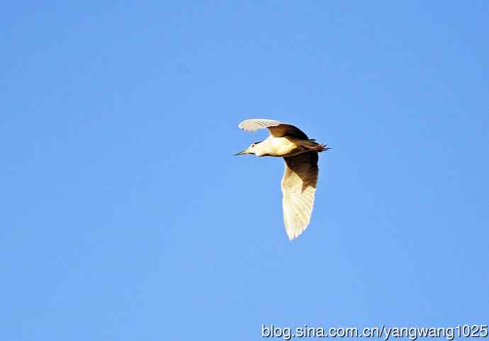 北京动物园的鸟类——飞（夜鹭）83