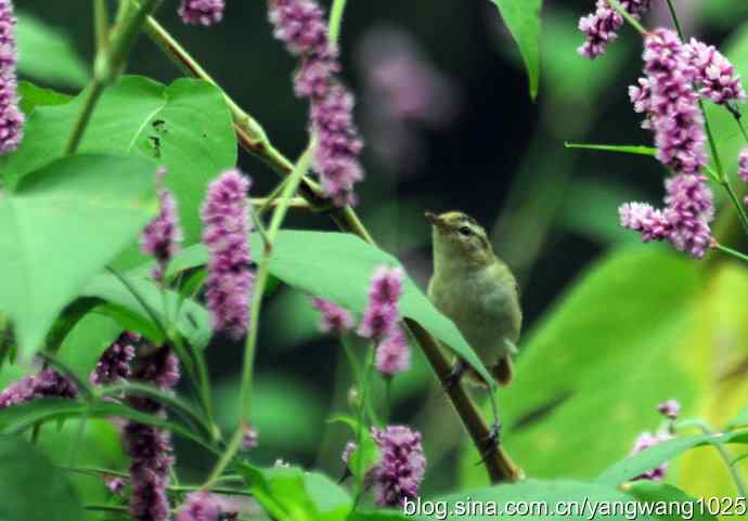 今秋第一次拍侯鸟儿（黑眉苇莺）
