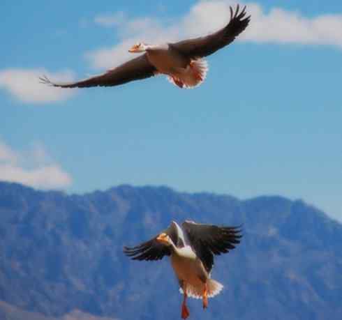 家禽驯化之源之十三（大雁、丹顶鹤）