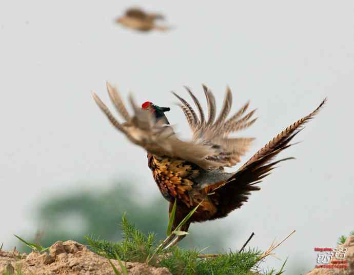 衡水湖&nbsp;wbr路&nbsp;wbr雉鸡