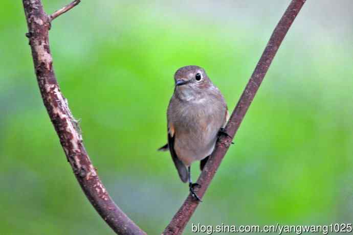 秋天的红喉姬鹟(5) 秋天的红喉姬鹟(5)