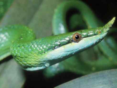 龙:传说的兽原型探秘(树蛇类) 龙:传说的兽原型探秘(树蛇类)