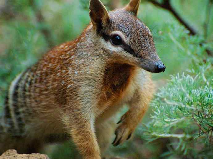 盘点十二大著名食蚁动物：袋食蚁兽