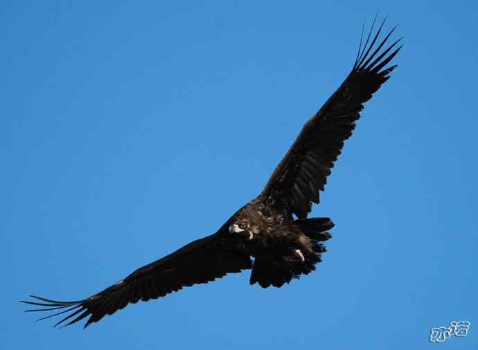 座山雕下山了鈥斺斖吼 座山雕下山了鈥斺斖吼