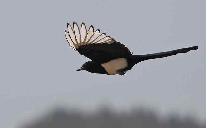 北京植物园赏鸟（十七），喜鹊（组图）