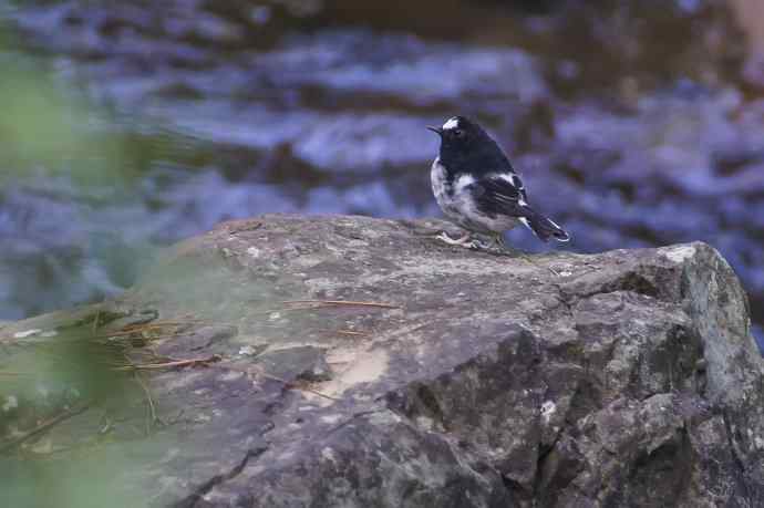 小燕尾（新品）
