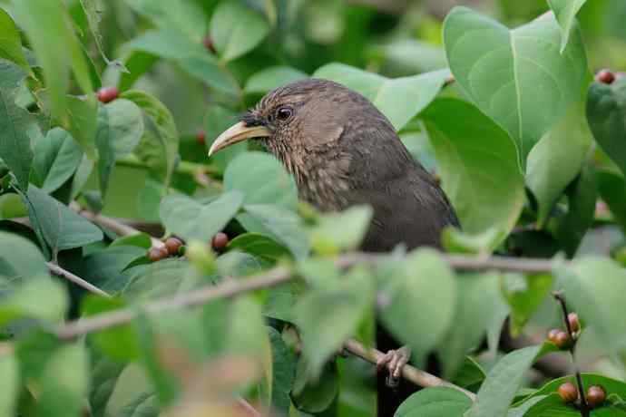 植物园的山噪鹛