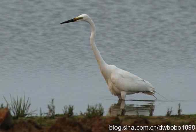白鹭鸶飘然欲仙