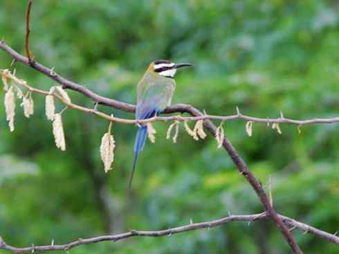 绝色攀禽：佛法僧目之蜂虎4