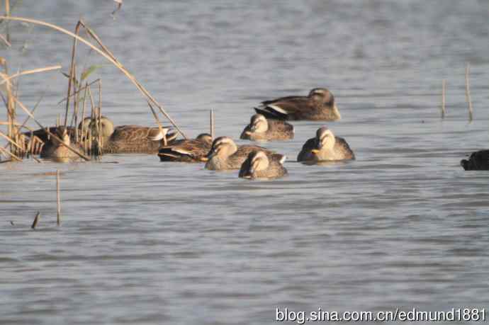 崇明东滩湿地公园观鸟记