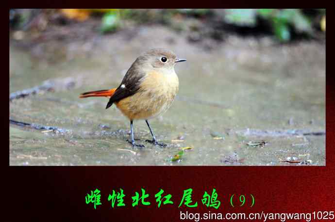 雌性北红尾鸲（9）