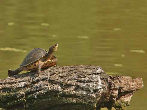 玄武：传说的兽原型探秘（潮龟）