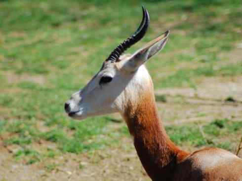 麒麟：传说的兽原型探秘（鹿羚）