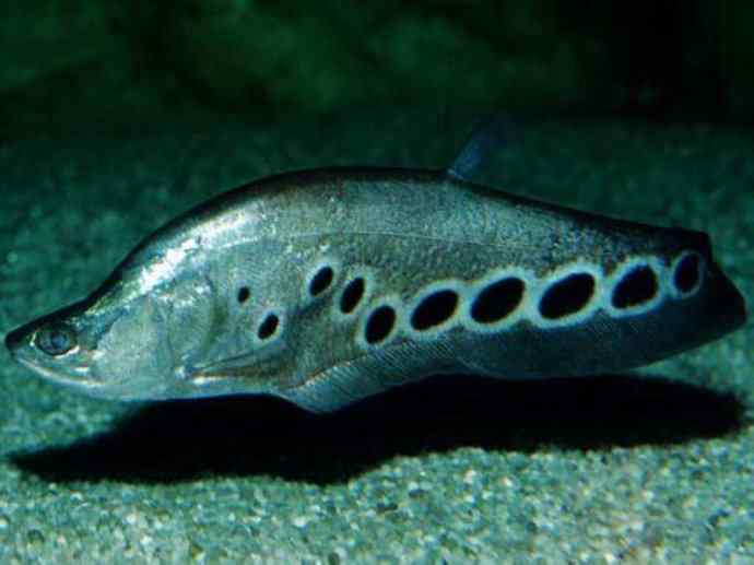 鱼类活化石：铠甲弓背鱼