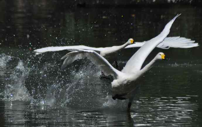 飞（白天鹅） wbr1