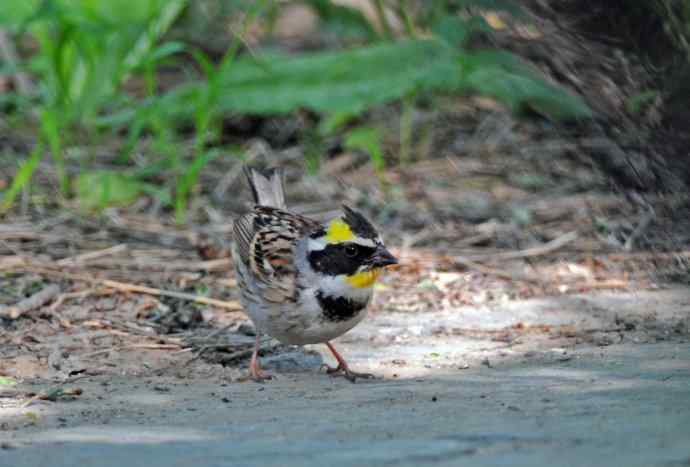 黄喉鹀 wbr4 黄喉鹀 wbr4