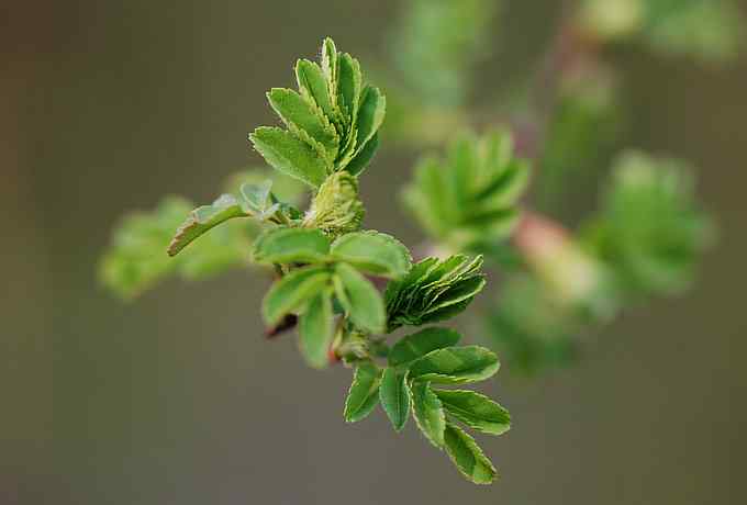 莲花池四月的花鸟