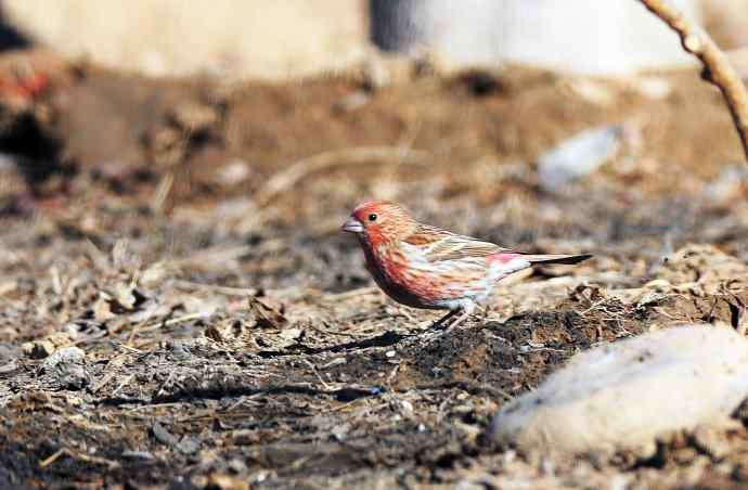 雄性北朱雀（2）