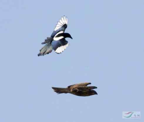 [组图]毛脚鵟与喜鹊