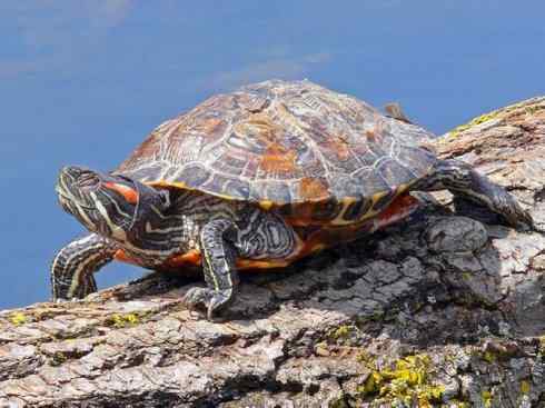 玄武：传说的兽原型探秘（鳄龟）