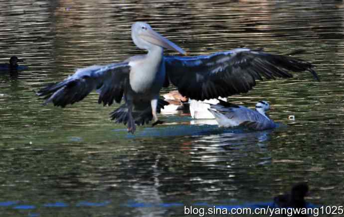 再拍鹈鹕 wbr wbr12