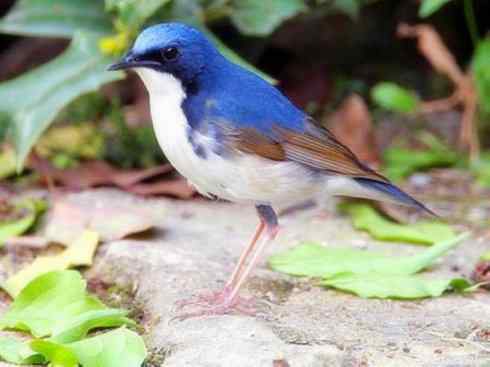 家禽驯化之源之二十七