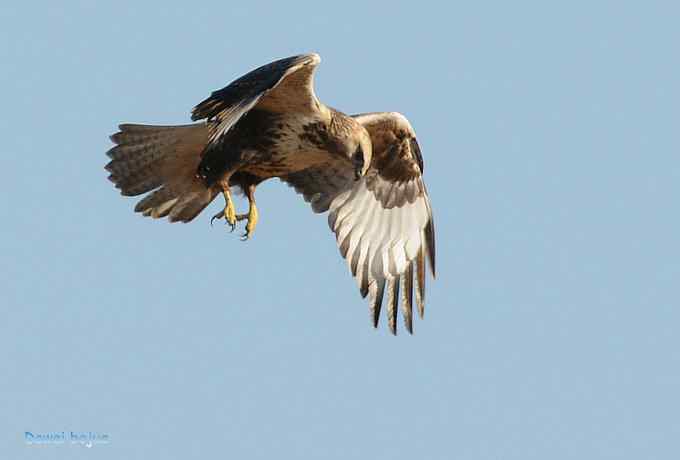 大鵟起兮神采飞扬 大鵟起兮神采飞扬