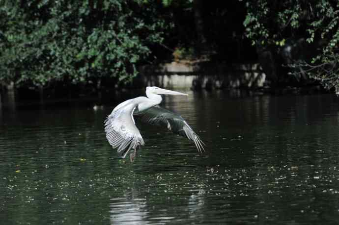 再拍大鹈鹕 wbr8