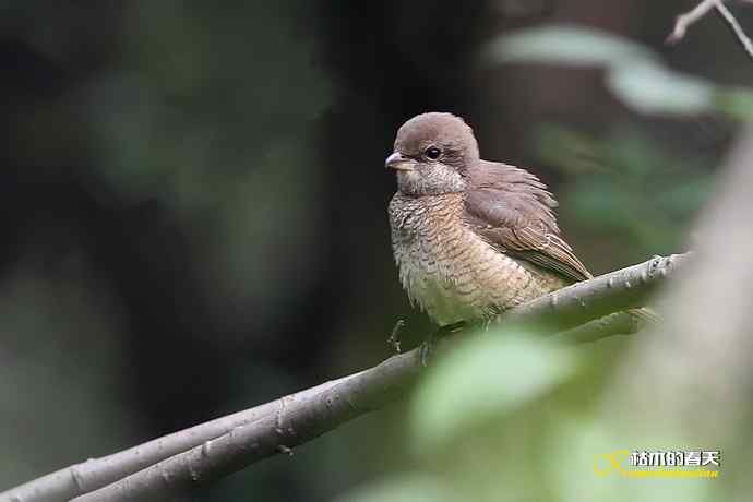 迁徙季的红喉姬鶲、灰卷尾、红尾伯劳