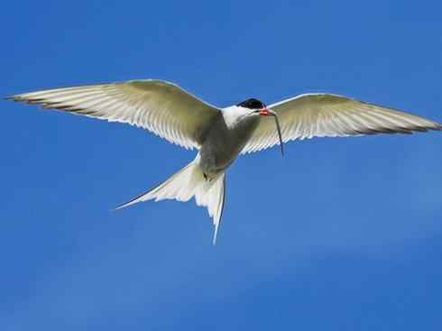 自然奇观：动物大迁徙(燕鸥类)