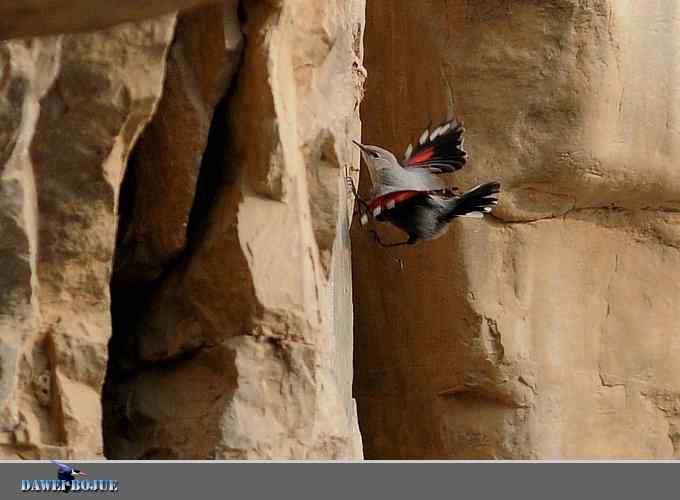 红翅蝶影 wbr炫舞山崖