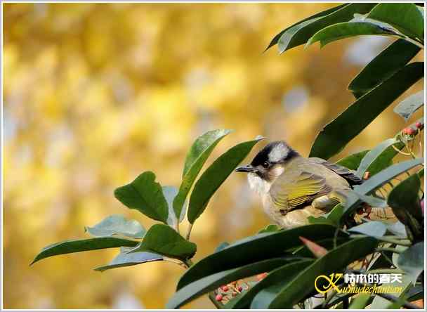 鈥湸蚰疋澦嫦搿菊掌