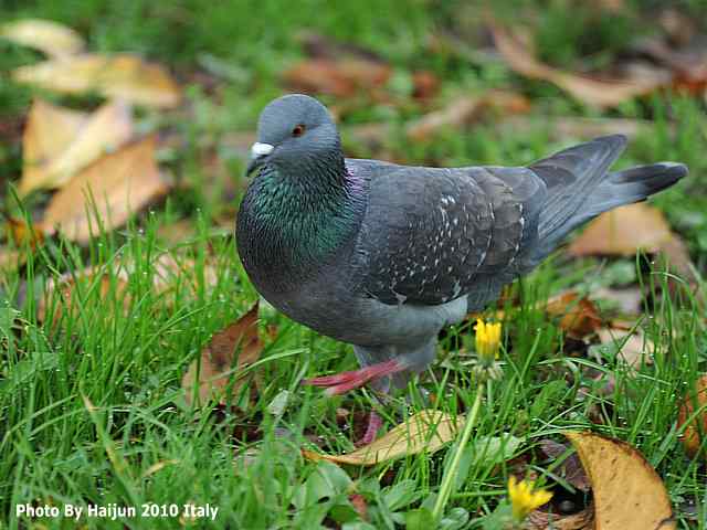 【亚平宁半岛之旅 wbr. wbr疑似洋家雀】