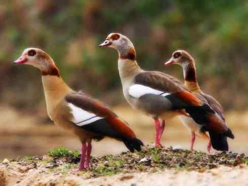 欣赏:美丽的草雁 欣赏:美丽的草雁