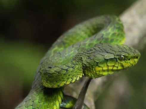 龙：传说的兽原型探秘（蝮蛇类）