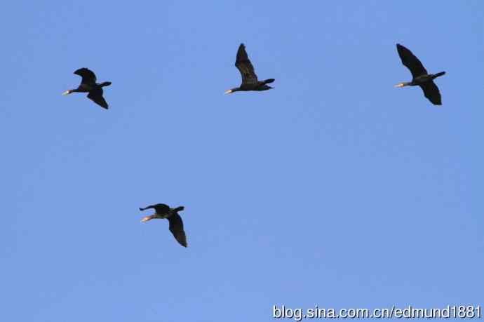 崇明东滩湿地公园观鸟记