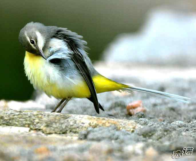 河北平山&nbsp;wbr路&nbsp;wbr灰鹡鸰