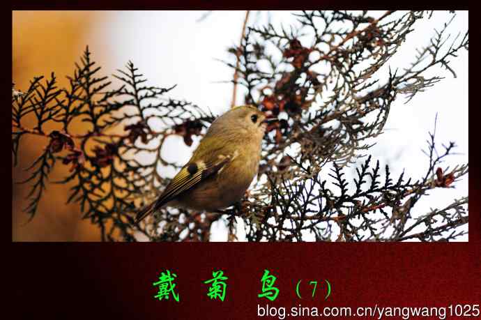 北京天坛公园的鸟类——戴菊鸟（7）