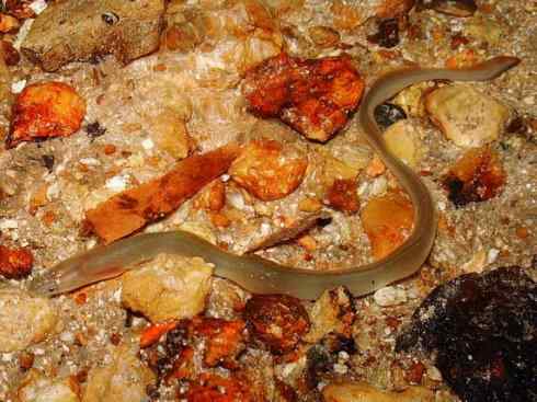 鱼类活化石：鳄雀鳝