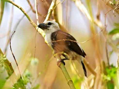 白头鸟系列：另类的美丽4
