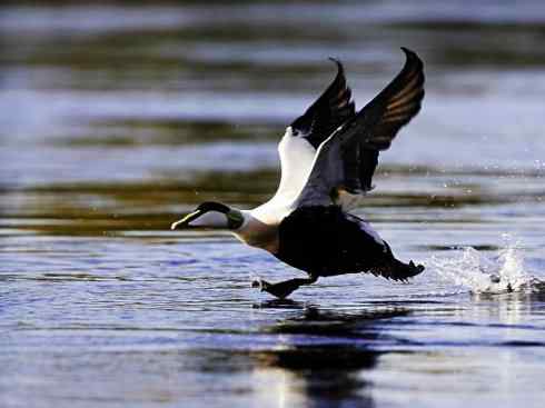 鸟类之最:欧绒鸭 鸟类之最:欧绒鸭