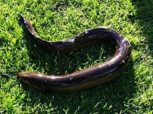 自然奇观：动物大迁徙(鳗鱼)