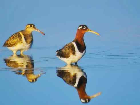 雀鸟也彪悍：与鳄共舞（埃及鸻）