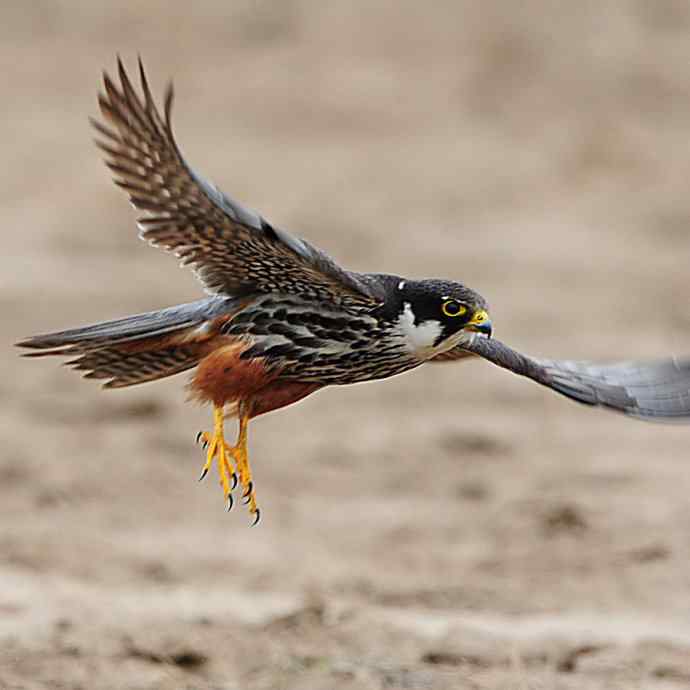 狂野周末鈥斺斆颓萜ㄅ级舭妫 狂野周末鈥斺斆颓萜ㄅ级舭妫