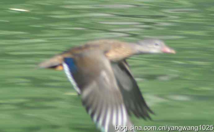 飞（斑头雁、野鸭）