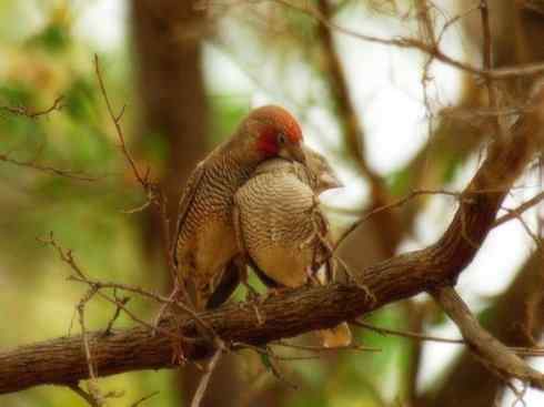 天生猎手:非猛禽类猎手之七 天生猎手:非猛禽类猎手之七