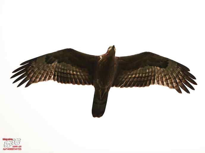 北京西山&nbsp;wbr路&nbsp;wbr金秋观猛