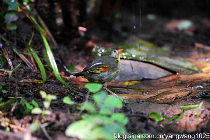它发现了滴水的水龙头（红嘴相思鸟）
